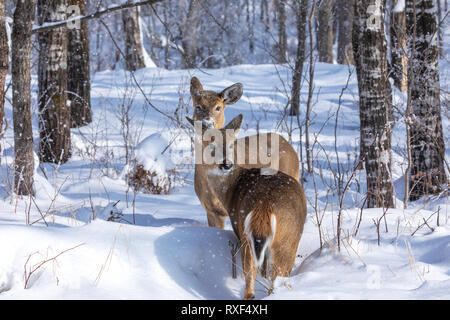 White-tailed deer in the winter forest of northern Wisconsin. Stock Photo