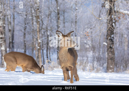 White-tailed doe and fawn walking in the deep snow of northern Wisconsin. Stock Photo