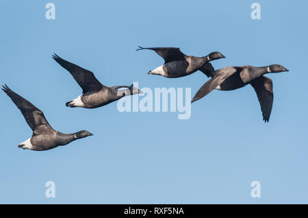 Dark-bellied Brent Geese (Branta bernicla) flying Stock Photo