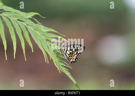 Citrus Swallowtail (Papilio demodocus) Stock Photo