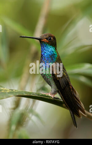 White-tailed Hillstar (Urochroa bougueri) perched on a branch in the Andes mountains in Colombia. Stock Photo