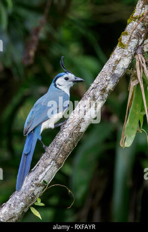 White-throated Magpie Jay (Calocitta formosa) perched on a branch in Costa Rica. Stock Photo