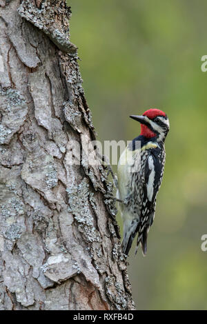 Yellow-bellied Sapsucker (Sphyrapicus varius) perched on a branch in Southeastern Ontario, Canada. Stock Photo