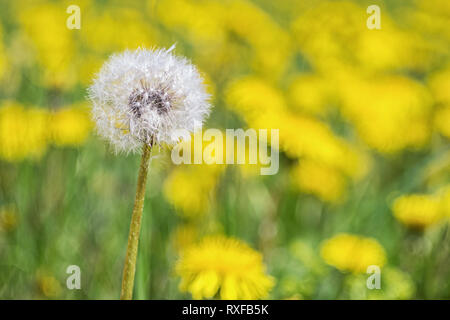 Einzelne Pusteblume auf einer Löwenzahn Wiese