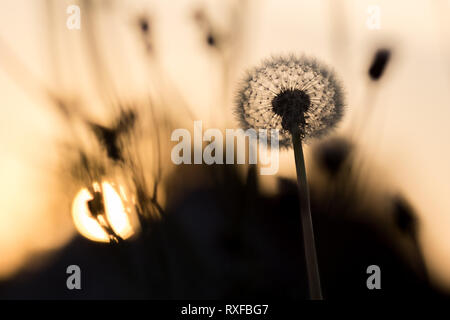 Pusteblume im Gegenlicht bei Sonnenuntergang