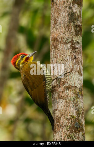 Yellow-browed Woodpecker (Piculus aurulentus) in the Atlantic Rainforest of SE Brazil. Stock Photo