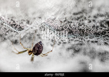 Spinnennetz mit Spinne im Morgentau, fotografiert mit einem alten CZJ Tessar Objektiv Stock Photo