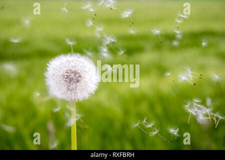 Pusteblume, verblühter Löwenzahn u.fleigende Samen