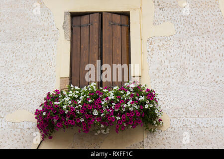 Petunias and shuttered window, Asolo, Italy Stock Photo
