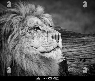 Black and white close up image of a majestic, battle-scarred male lion’s face Stock Photo