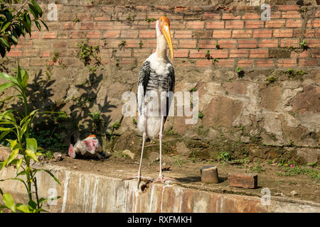 Painted stork (Mycteria leucocephala) one standing and one the ground, picture from Phu Quoc Island, Vietnam. Stock Photo