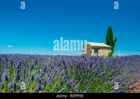 Summer in Provence. Lacender fields in Valensole. Stock Photo