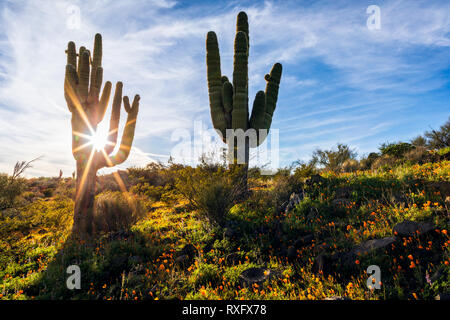 Sun rays illuminating Saguaro Cactus and wildflowers in a desert landscape near Peridot, Arizona, USA Stock Photo