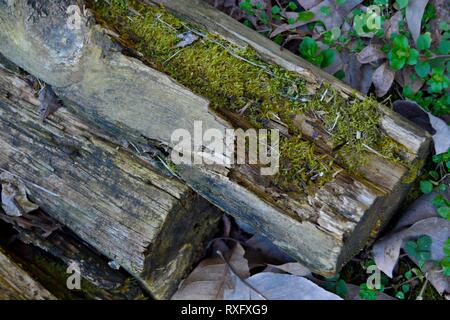 Green moss growing on a dead fallen log Stock Photo