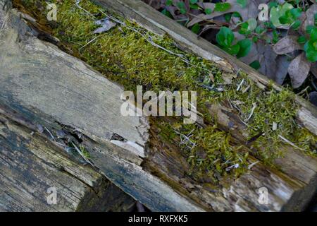 Green moss growing on a dead fallen log Stock Photo