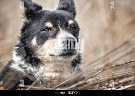 Hunde Portrait Stock Photo