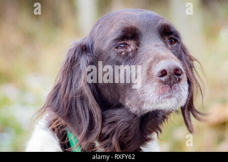 Hunde Portrait Stock Photo
