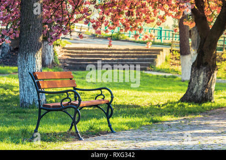 bench in the city park among pink cherry blossom. beautiful urban scenery in springtime. paved walking pathway. warm morning light Stock Photo