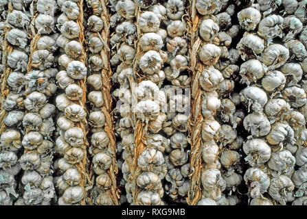 A close-up of strings of garlic, a bulbous herb (Allium sativum) used worldwide as a pungent flavoring in cooking. Each garlic bulb has about 10 to 20 segments, which are called cloves. Stringing and hanging up garlic bulbs for exposure to the air is a traditional way to dry the garlic after harvest from underground. This keeps moisture in the individual garlic cloves that are enclosed in their own papery skins. Strings of garlic are sometimes hung for decoration or for good luck in homes and businesses, especially restaurants, where they may be suspended over the entry door to ward off evil s