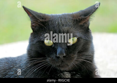 Close-up of a beautiful black cat on Easter Island, Chile, South America Stock Photo