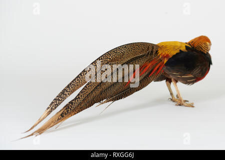 Pheasant feather isolated on white Stock Photo - Alamy