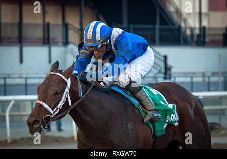 New York, USA. 9th March 2019.  March 9, 2019: Haikal, ridden by Rajiv Maragh, wins the 2019 running of the G3 Gotham Stakes at Aqueduct Racecourse in South Ozone Park, NY on March 9, 2019. Sophie Shore/ESW/CSM Credit: Cal Sport Media/Alamy Live News Stock Photo