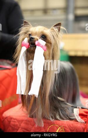 what day is terrier day at crufts 2019