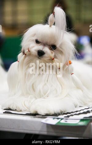 Birmingham, UK. 10th March 2019.  A Maltese from Russia on the final day of Crufts 2019 ©️Jon Freeman/Alamy Live News Stock Photo