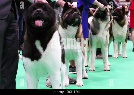 Birmingham, UK. 10th March 2019.  Akita’s being judged on the final day of Crufts 2019 Credit: Jon Freeman/Alamy Live News Stock Photo