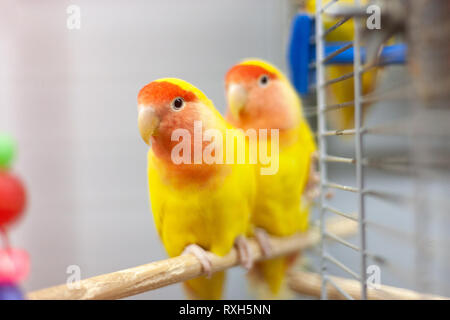 two colorfull lovebirds. red and yellow colors. troplical pets. Stock Photo