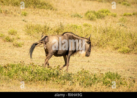 Blue wildebeest (Connochaetes taurinus) in the Serengeti Stock Photo