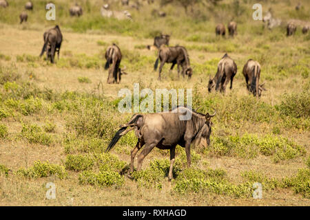 Blue wildebeest (Connochaetes taurinus) in the Serengeti Stock Photo