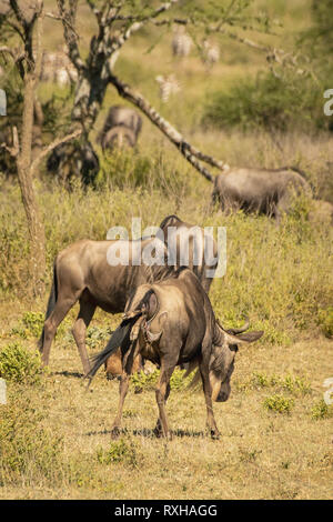 Blue wildebeest (Connochaetes taurinus) in the Serengeti Stock Photo