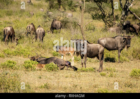 Blue wildebeest (Connochaetes taurinus) in the Serengeti Stock Photo