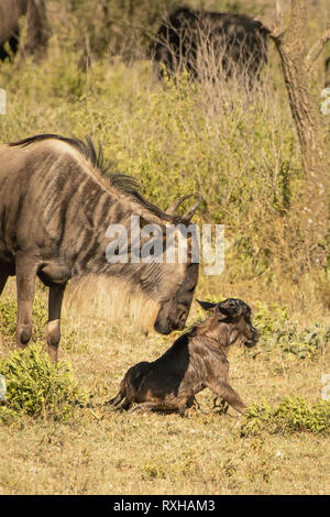 Blue wildebeest (Connochaetes taurinus) in the Serengeti Stock Photo