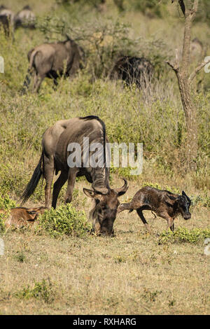 Blue wildebeest (Connochaetes taurinus) in the Serengeti Stock Photo