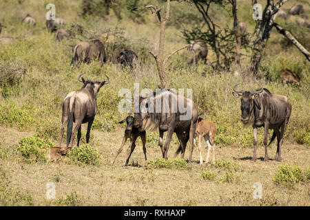 Blue wildebeest (Connochaetes taurinus) in the Serengeti Stock Photo