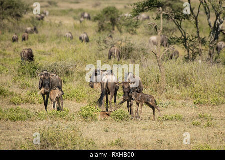 Blue wildebeest (Connochaetes taurinus) in the Serengeti Stock Photo