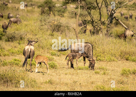 Blue wildebeest (Connochaetes taurinus) in the Serengeti Stock Photo