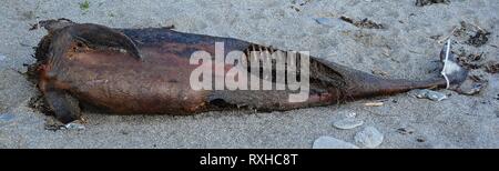 Dolphin carcase, 310316 Stock Photo