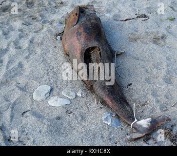 Dolphin carcase, 310316 Stock Photo