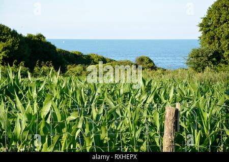 landscape with the field of maize and the sea Stock Photo