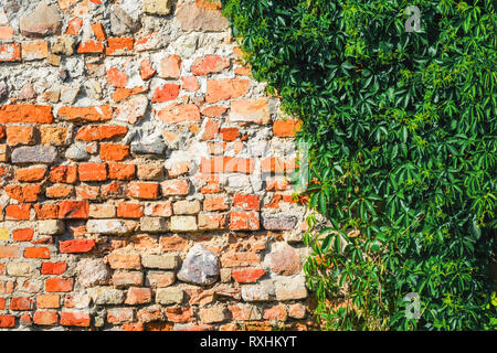 Self-clinging Vine Plants on Brick Wall. Abstract Brickwork Background. Copy Space Stock Photo