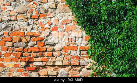 Self-clinging Vine Plants on Brick Wall. Abstract Brickwork Background. Copy Space Stock Photo