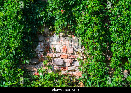 Self-clinging Vine Plants on Brick Wall. Abstract Brickwork Background. Copy Space Stock Photo