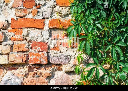 Self-clinging Vine Plants on Brick Wall. Abstract Brickwork Background. Copy Space Stock Photo