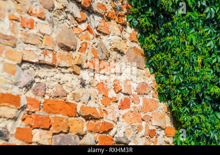 Self-clinging Vine Plants on Brick Wall. Abstract Brickwork Background. Copy Space Stock Photo