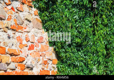 Self-clinging Vine Plants on Brick Wall. Abstract Brickwork Background. Copy Space Stock Photo