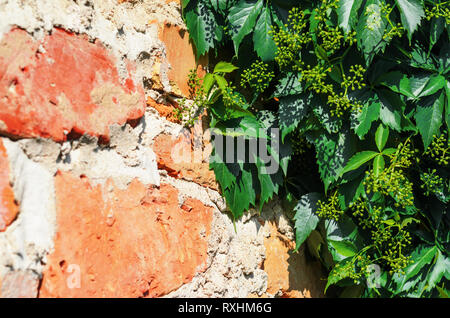 Self-clinging Vine Plants on Brick Wall. Abstract Brickwork Background. Copy Space Stock Photo