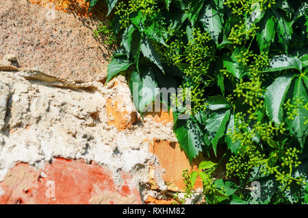 Self-clinging Vine Plants on Brick Wall. Abstract Brickwork Background. Copy Space Stock Photo